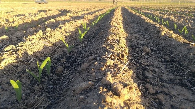 Biochar for Soil Improvement: An Effective Mechanism for Nutrient Retention